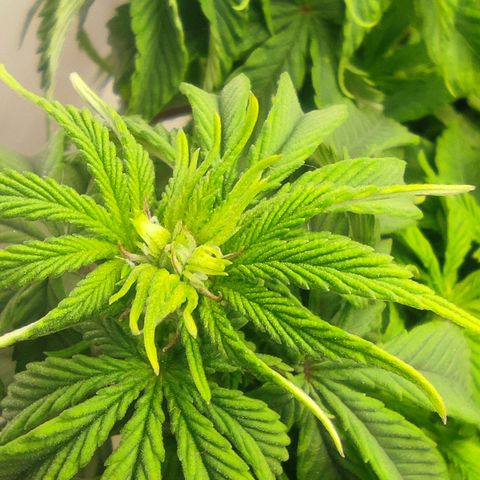 Harybo  growlog timeline photo