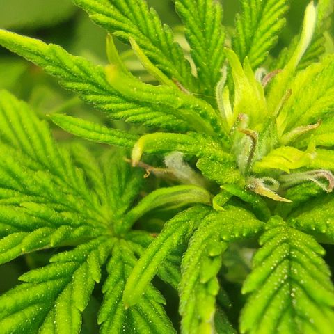 Harybo  growlog timeline photo