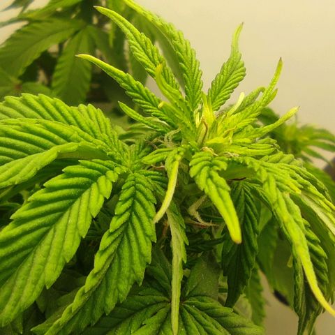 Harybo  growlog timeline photo