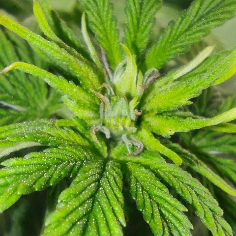 Harybo  growlog timeline photo