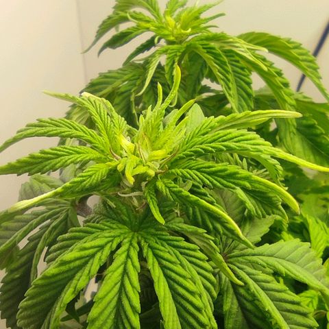 Harybo  growlog timeline photo
