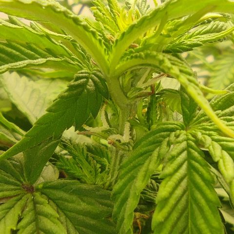 Harybo  growlog photo: Pre floração 
