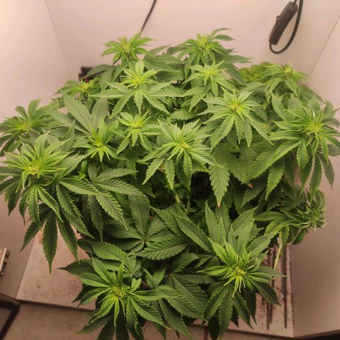 Harybo  growlog photo: Pre floração 