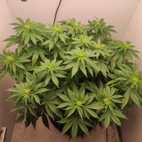 Harybo  growlog timeline photo