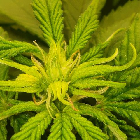 Harybo  growlog photo: Primeira semana de flora 
