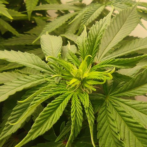 Harybo  growlog photo: Primeira semana de flora 