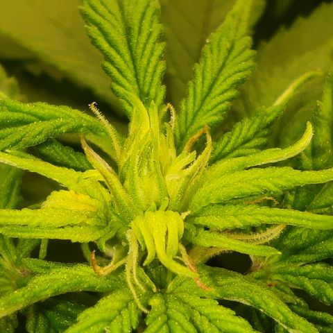 Harybo  growlog photo: Primeira semana de flora 