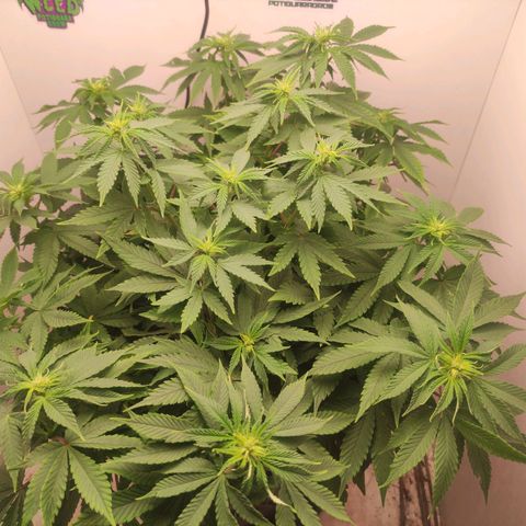Harybo  growlog photo: Primeira semana de flora 