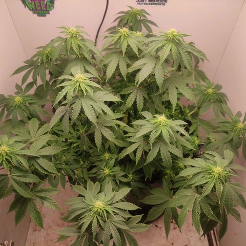 Harybo  growlog timeline photo