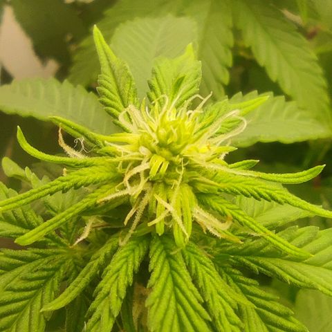 Harybo  growlog timeline photo