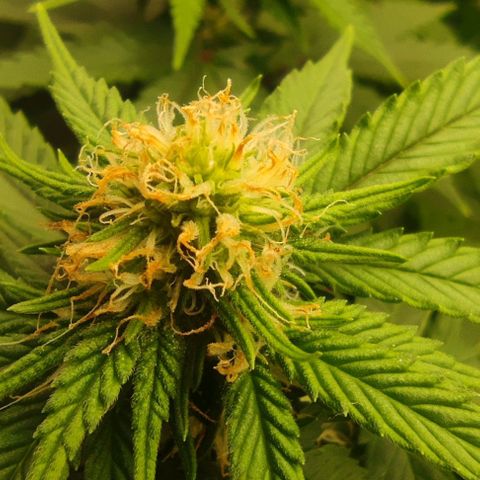 Harybo  growlog timeline photo