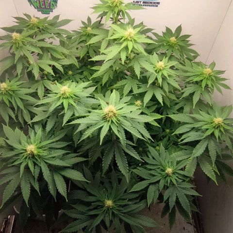 Harybo  growlog timeline photo