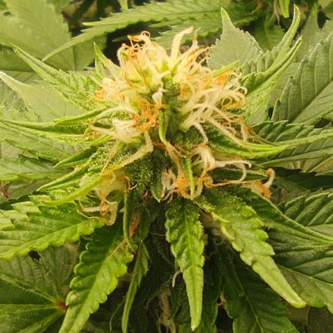 Harybo  growlog timeline photo