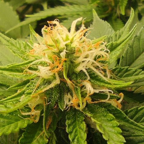 Harybo  growlog timeline photo
