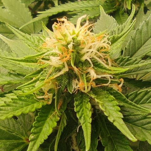Harybo  growlog timeline photo