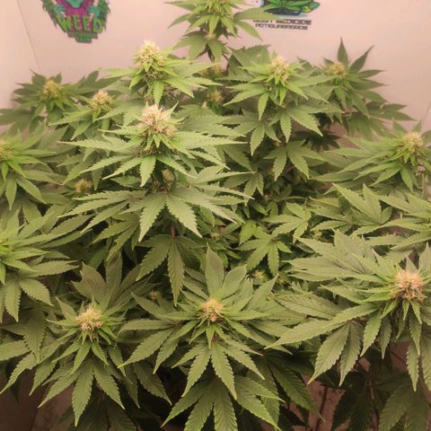 Harybo  growlog timeline photo