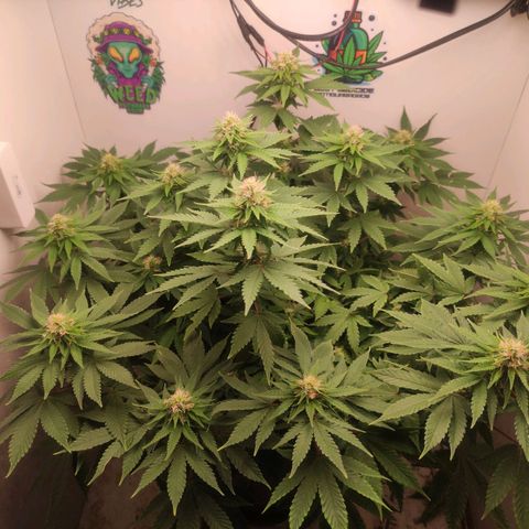 Harybo  growlog timeline photo