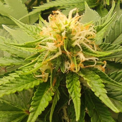 Harybo  growlog timeline photo