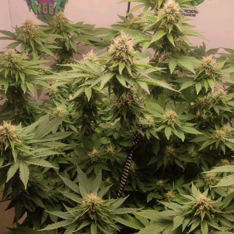 Harybo  growlog timeline photo