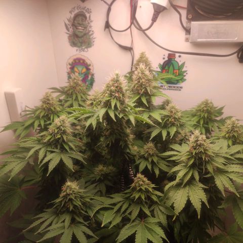 Harybo  growlog timeline photo