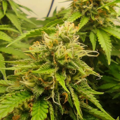 Harybo  growlog timeline photo