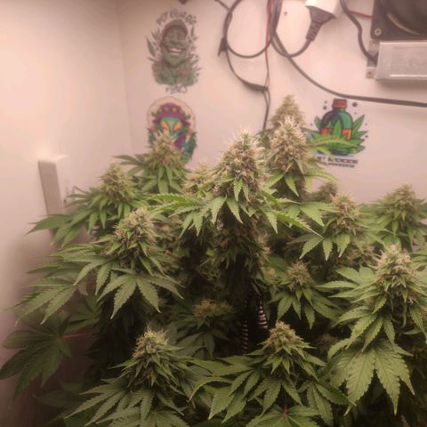 Harybo  growlog timeline photo