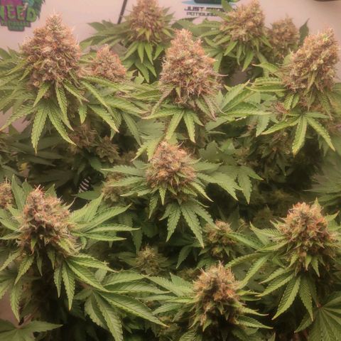 Harybo  growlog timeline photo