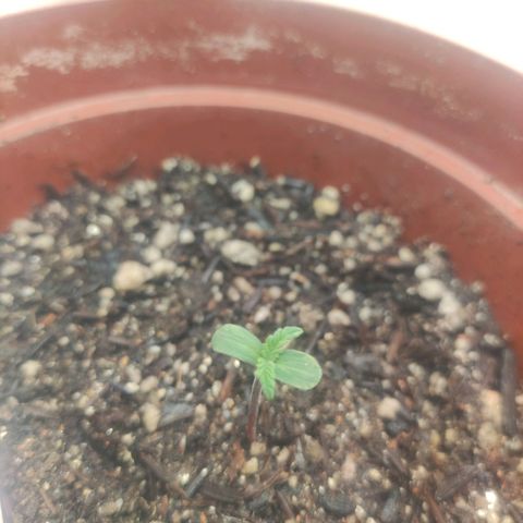 Gorrila Glue #4 growlog timeline photo