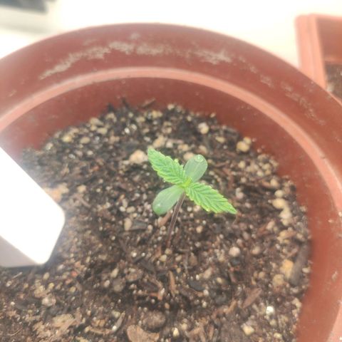 Gorrila Glue #4 growlog photo: Se desenvolvendo bem, até o momento 