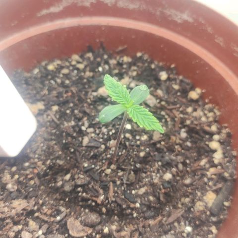 Gorrila Glue #4 growlog photo: Se desenvolvendo bem, até o momento 