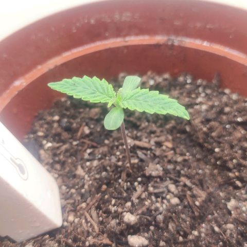 Gorrila Glue #4 growlog timeline photo