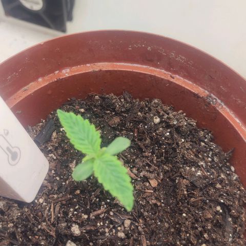 Gorrila Glue #4 growlog timeline photo