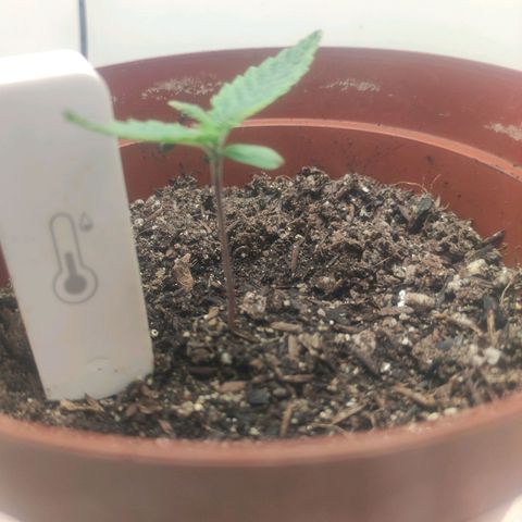 Gorrila Glue #4 growlog timeline photo