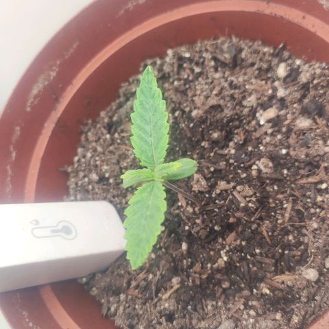 Gorrila Glue #4 growlog timeline photo