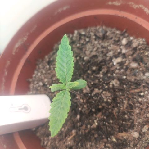 Gorrila Glue #4 growlog timeline photo