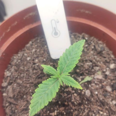 Gorrila Glue #4 growlog timeline photo