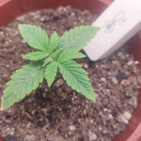 Gorrila Glue #4 growlog timeline photo