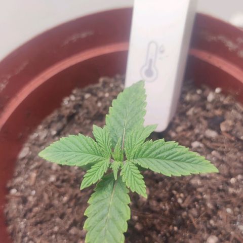 Gorrila Glue #4 growlog timeline photo