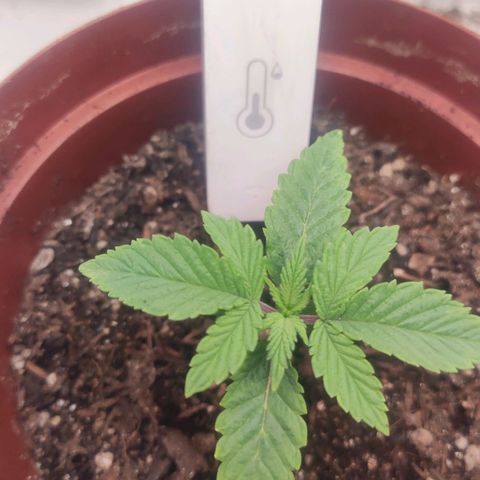 Gorrila Glue #4 growlog timeline photo