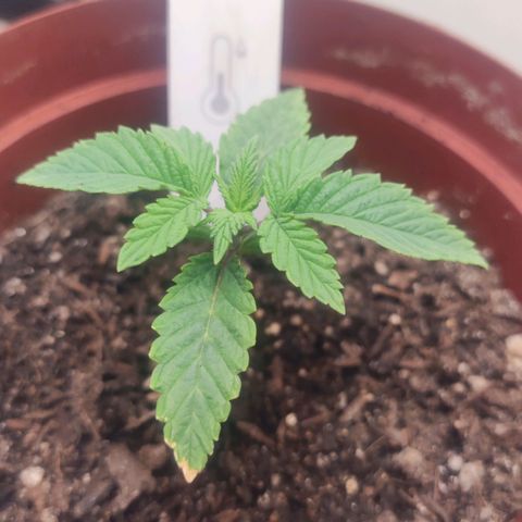 Gorrila Glue #4 growlog timeline photo