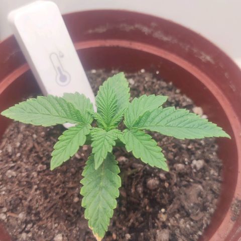 Gorrila Glue #4 growlog timeline photo