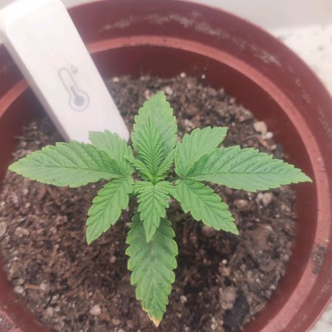 Gorrila Glue #4 growlog timeline photo