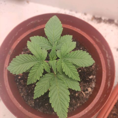 Gorrila Glue #4 growlog timeline photo