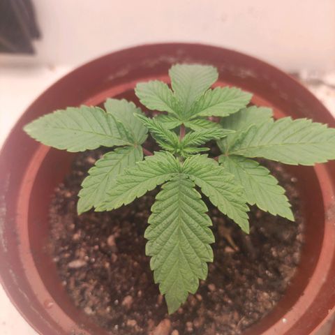 Gorrila Glue #4 growlog timeline photo