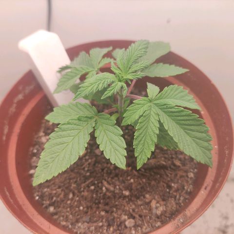 Gorrila Glue #4 growlog timeline photo