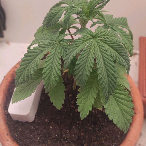 Gorrila Glue #4 growlog timeline photo