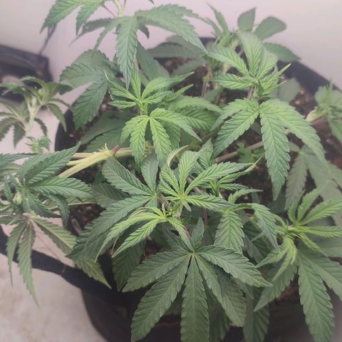 Gorrila Glue #4 growlog timeline photo
