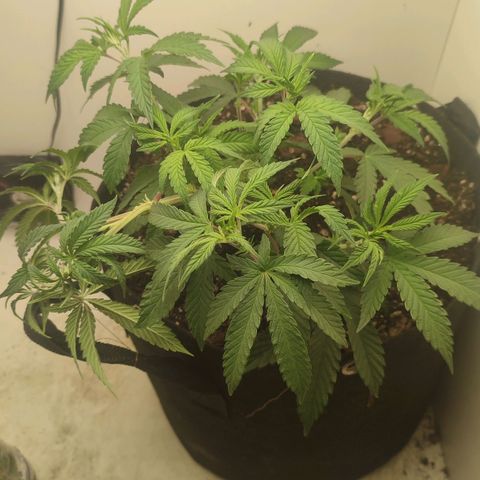 Gorrila Glue #4 growlog timeline photo