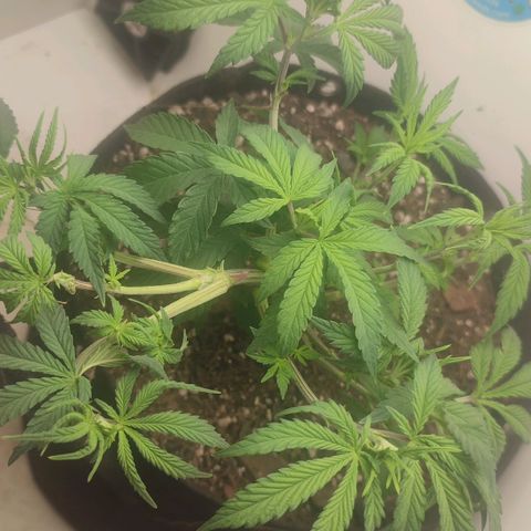 Gorrila Glue #4 growlog timeline photo