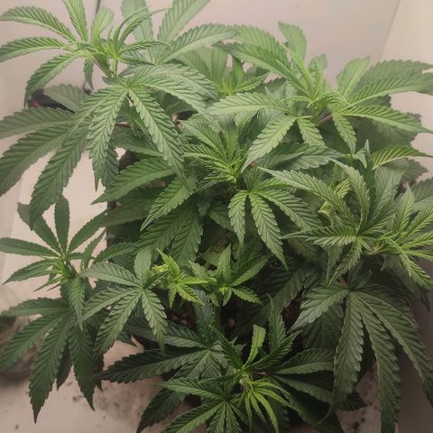 Gorrila Glue #4 growlog timeline photo